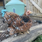Chook and hook