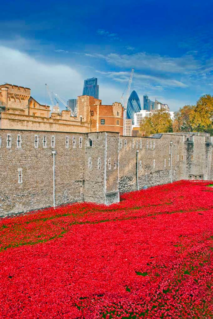 Tower of London Red Poppies England Photograph Print