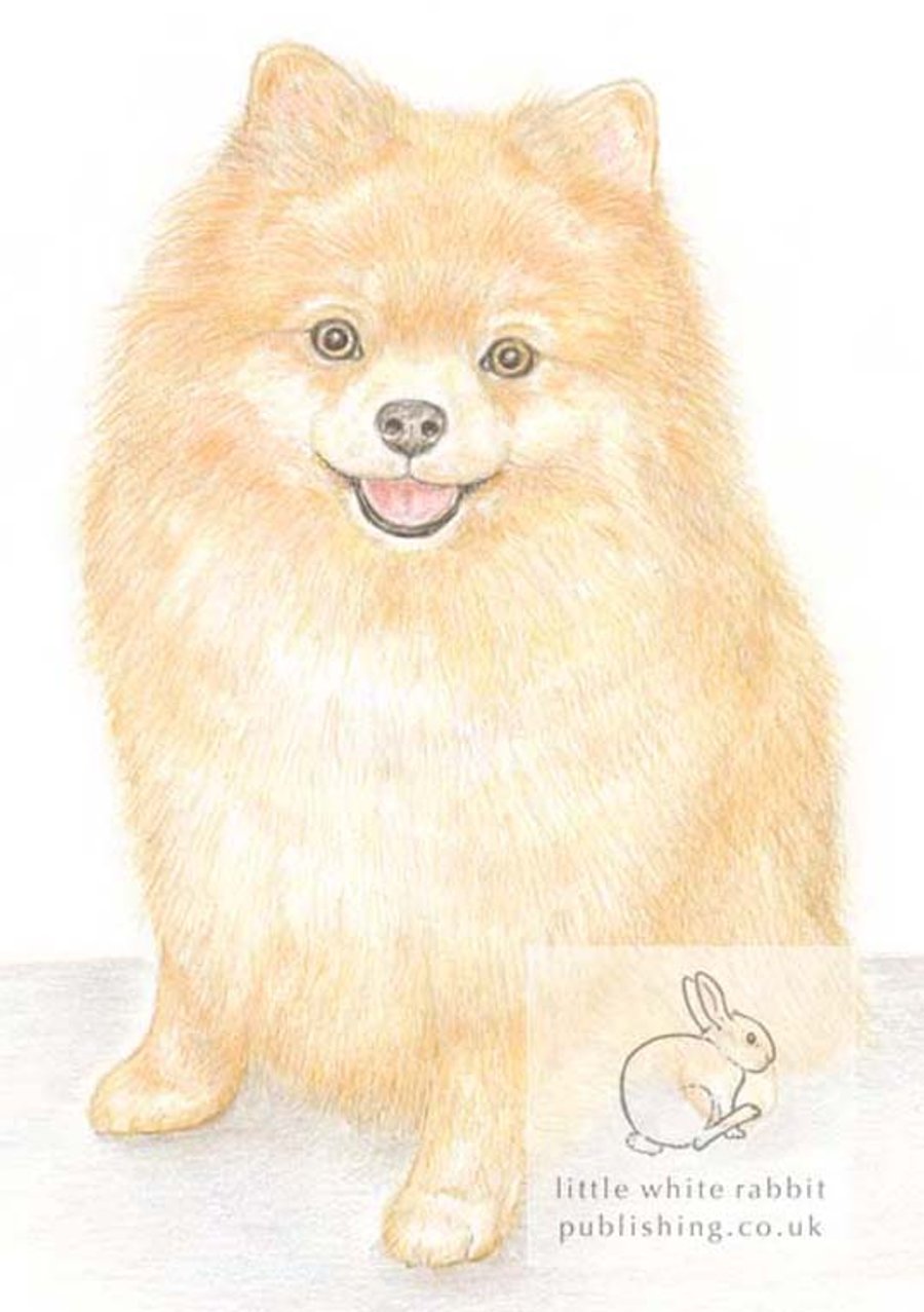 Poppy the Pomeranian - Blank Card