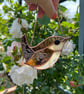 Stained Glass wren - leaded glass bird for bird lover - Image 4