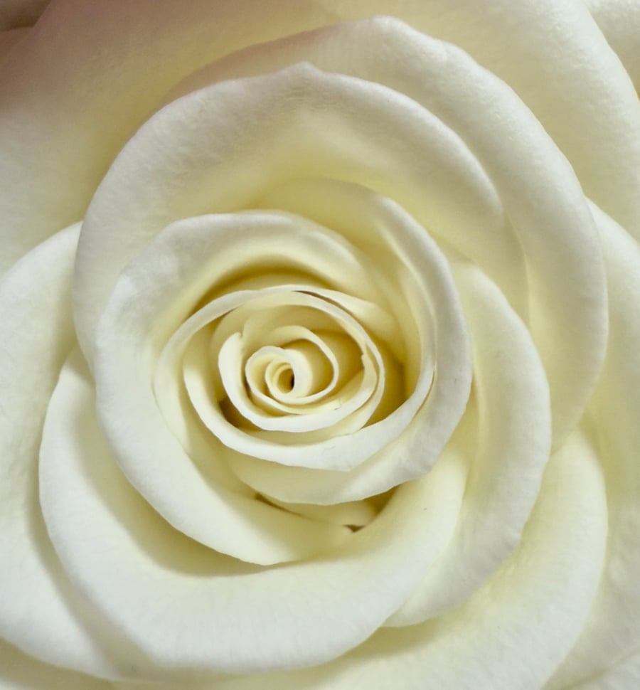 The art of beauty