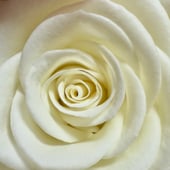 The art of beauty