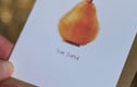 Fruit