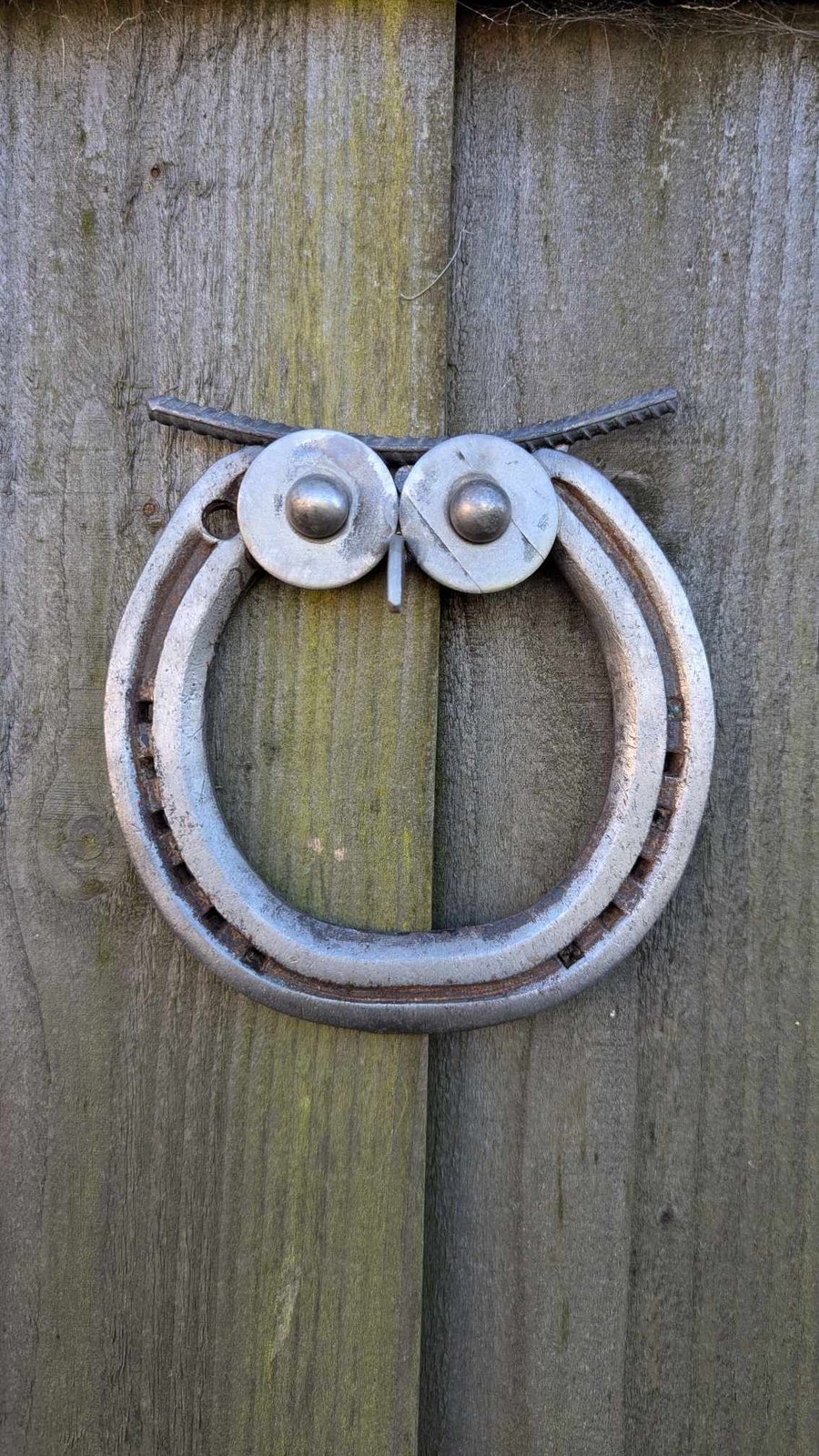 Horseshoe Owl 