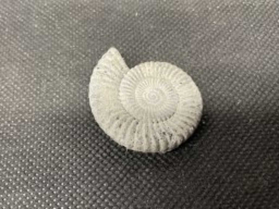 2-10  Ammonite Hand-CastFossil  detailed reconstituted stone ammonites design 