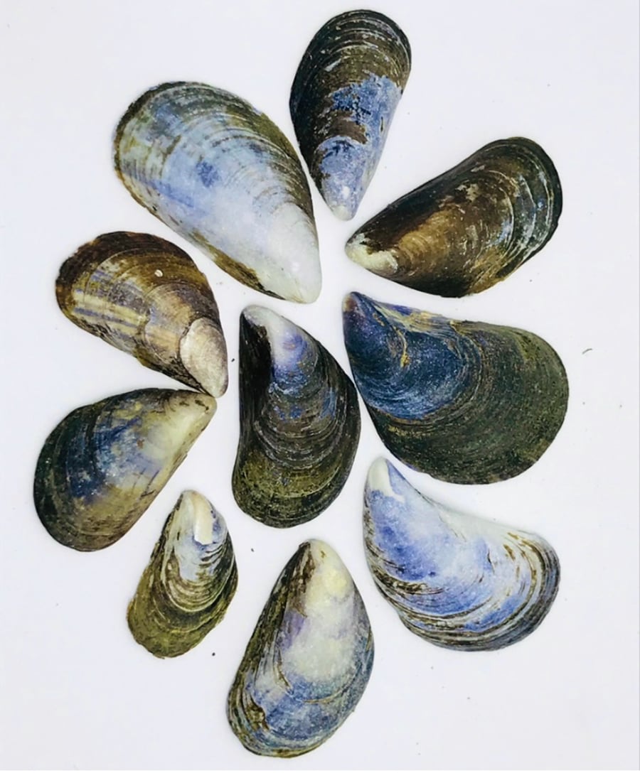 Natural Cornish Blue Mussel Shells - handpicked - Small x 25