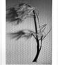 Fine Art Photograph Pine Branch - A4 - Choice of Four Colours - Image 2
