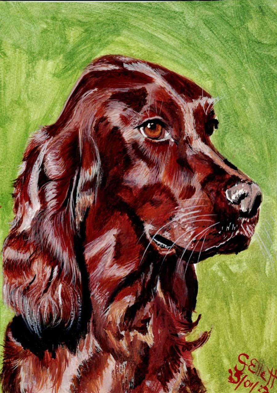 Red Setter