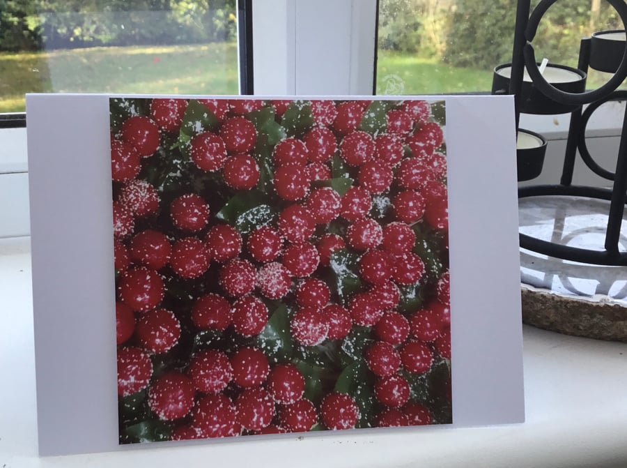 Light Frosted Berries! Photographic Blank Christmas or Birthday Card.