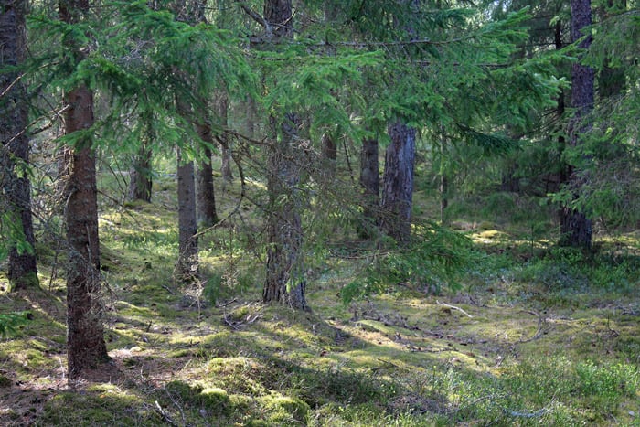 Thornfield Handcrafted Wands