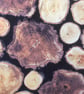  Log Wood Grain on a Black Background Scandi theme Fabric for sale