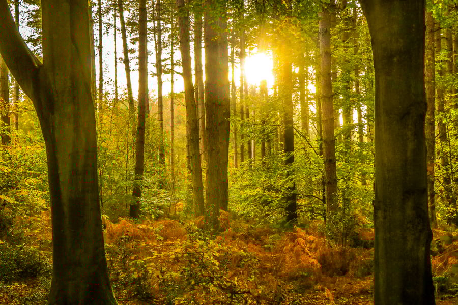 The low setting Sun through the Autumnal Trees and Foliage