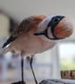 Lesser Sand Plover - RESERVED COMMISSION FOR M - Image 3
