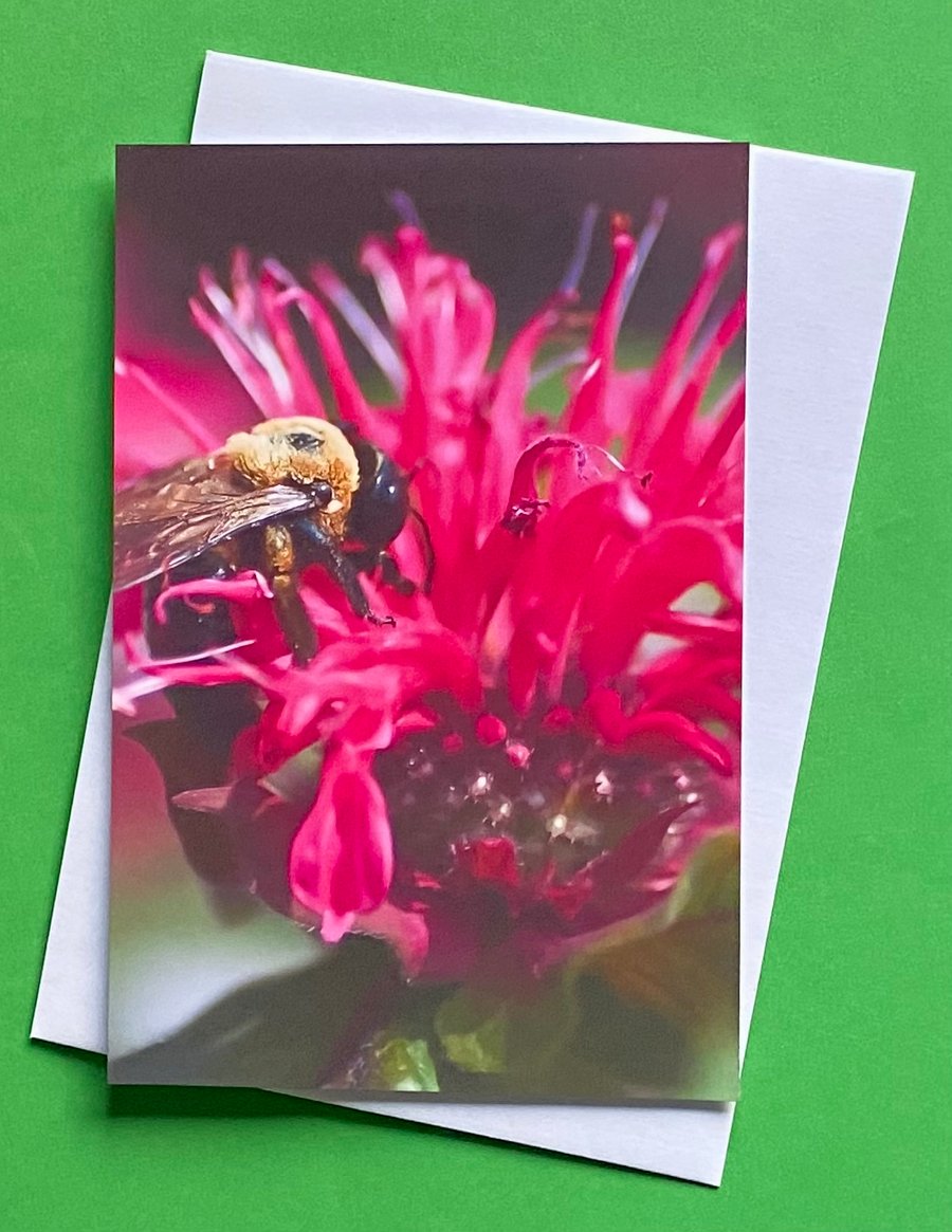 Monarda Bee Balm - Photographic Print Greetings Card