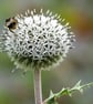 Bee on a Thistle Head - Original Framed Photo - Image 2