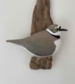 Little Ringed Plover - Image 2