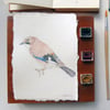 Original Watercolour Jay Painting Unframed