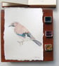 Original Watercolour Jay Painting Unframed - Image 1