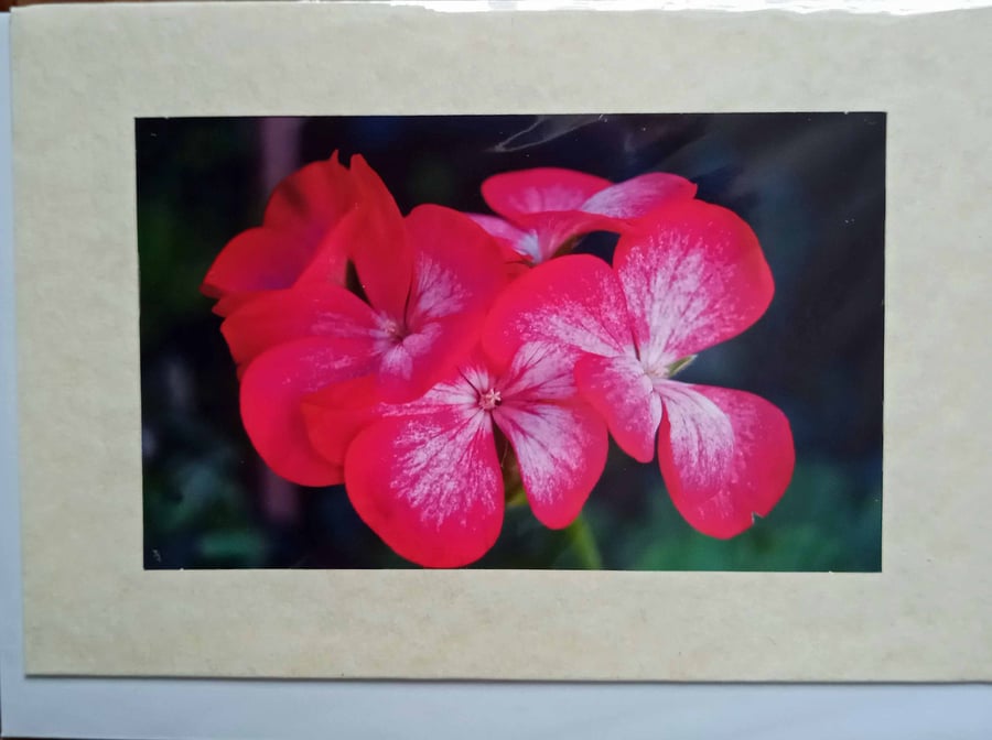 small greetings cards - floral photographic
