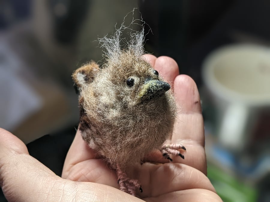 Wren Fledgling 