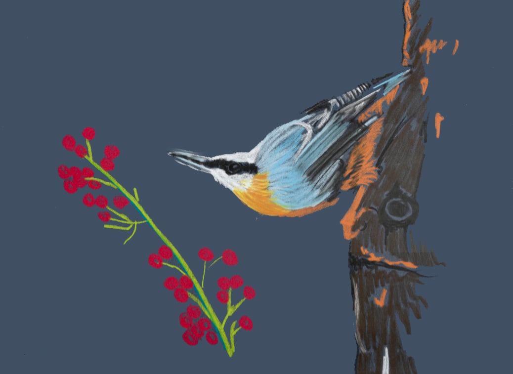 Nuthatch Fine Art Print 