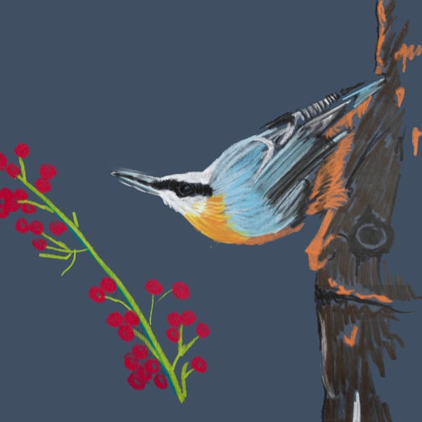 Nuthatch Fine Art Print 