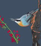 Nuthatch Fine Art Print 