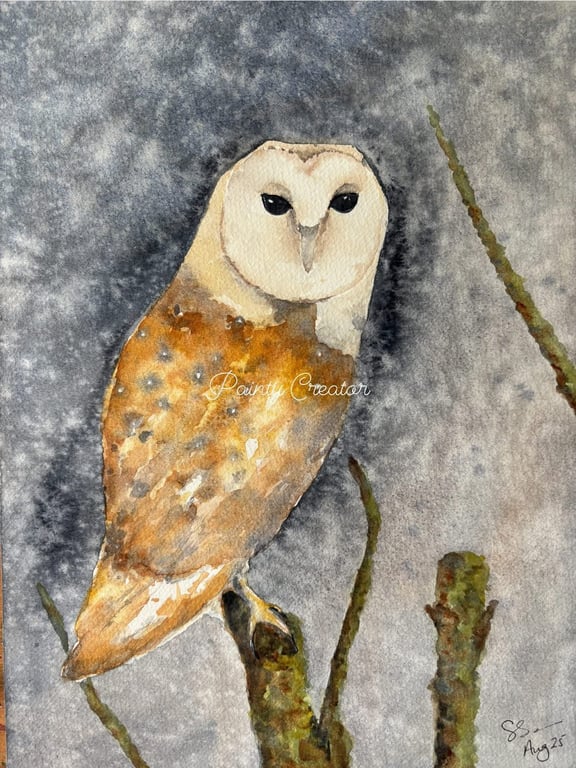 Barn Owl 