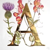 Gilded Lily