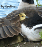 Under Mother's Wing Photo Print Size 20cm x 30cm (8" x 12") - Image 6
