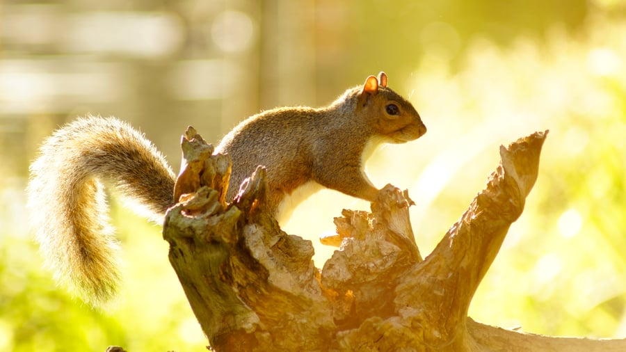 Squirrel in Sunshine  Limited Edition Mounted Photograph (1 of 5)