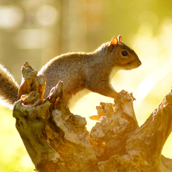 Squirrel in Sunshine  Limited Edition Mounted Photograph (1 of 5)