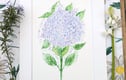 Original watercolour paintings 