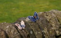 Handmade Felted Wool  Brooches
