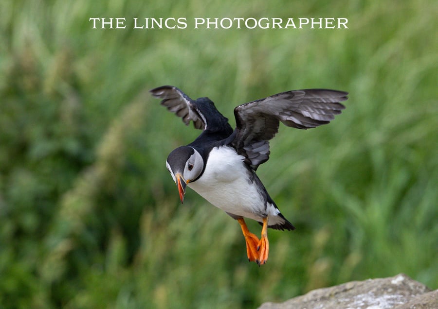 Puffin in flight print (Limited edition of 10)