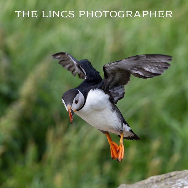 Puffin in flight print (Limited edition of 10)