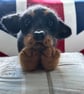 Rottweiler  - Image 3
