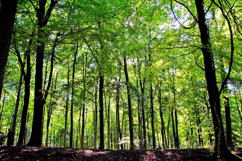 Blackwood Forest Winchester Hampshire Photograph Print
