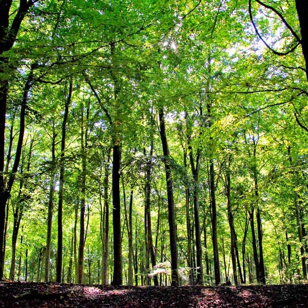 Blackwood Forest Winchester Hampshire Photograph Print