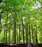 Blackwood Forest Winchester Hampshire Photograph Print - Image 1