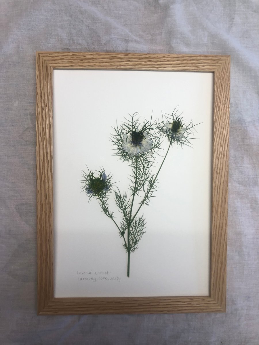 Love-in-a-mist, framed in oak- A4