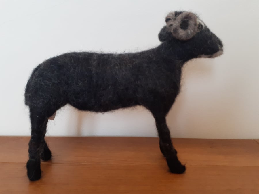 Welsh Black Sheep 