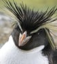 Rockhopper Penguin Photo Greetings Card - Image 2