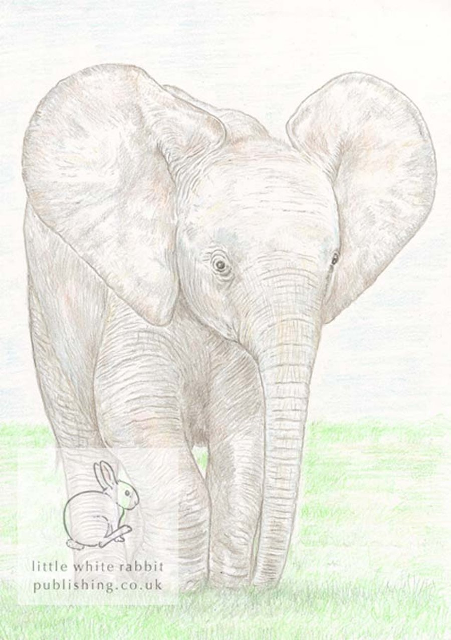 Baby African Elephant - Blank Card