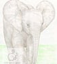 Baby African Elephant - Blank Card - Image 1