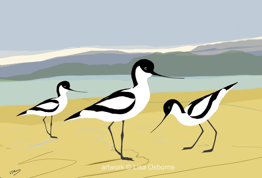 Avocets - bird art print - coastal birds