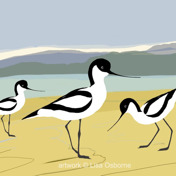 Avocets - bird art print - coastal birds