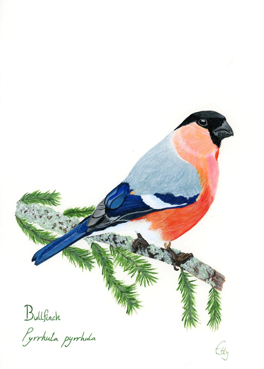 Bullfinch card