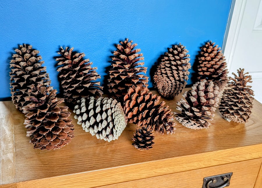 19cm Tall Giant Natural Pine Cone