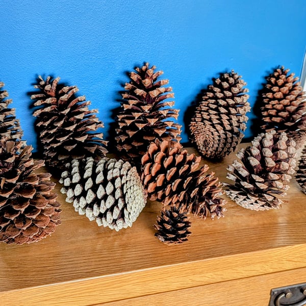 19cm Tall Giant Natural Pine Cone